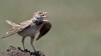 Calandra Lark