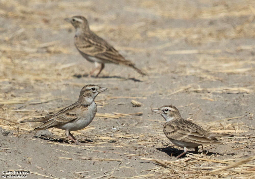 Greater Short-toed Lark