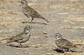 Greater Short-toed Lark