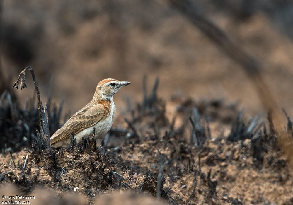 Red-capped Lark