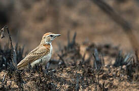 Red-capped Lark