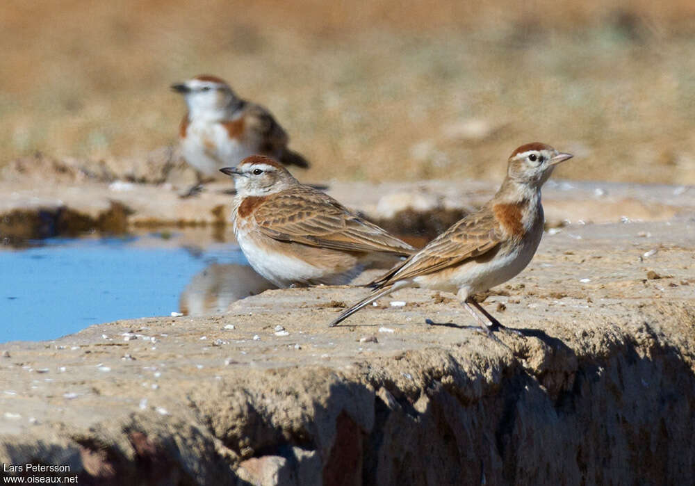 Red-capped Lark, drinks