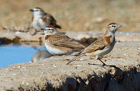 Red-capped Lark