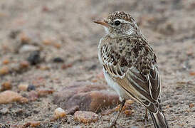 Red-capped Lark