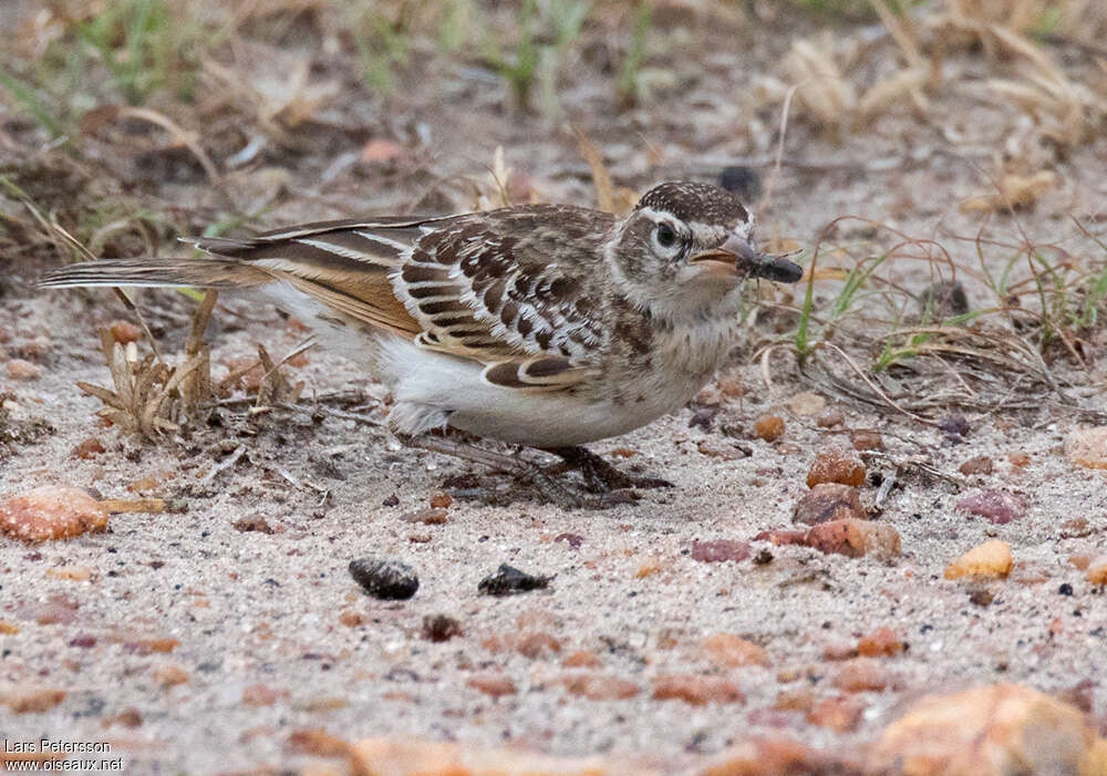 Red-capped Lark, feeding habits, eats