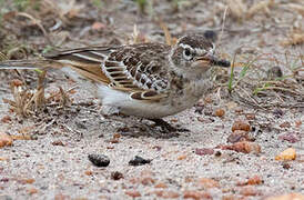 Red-capped Lark