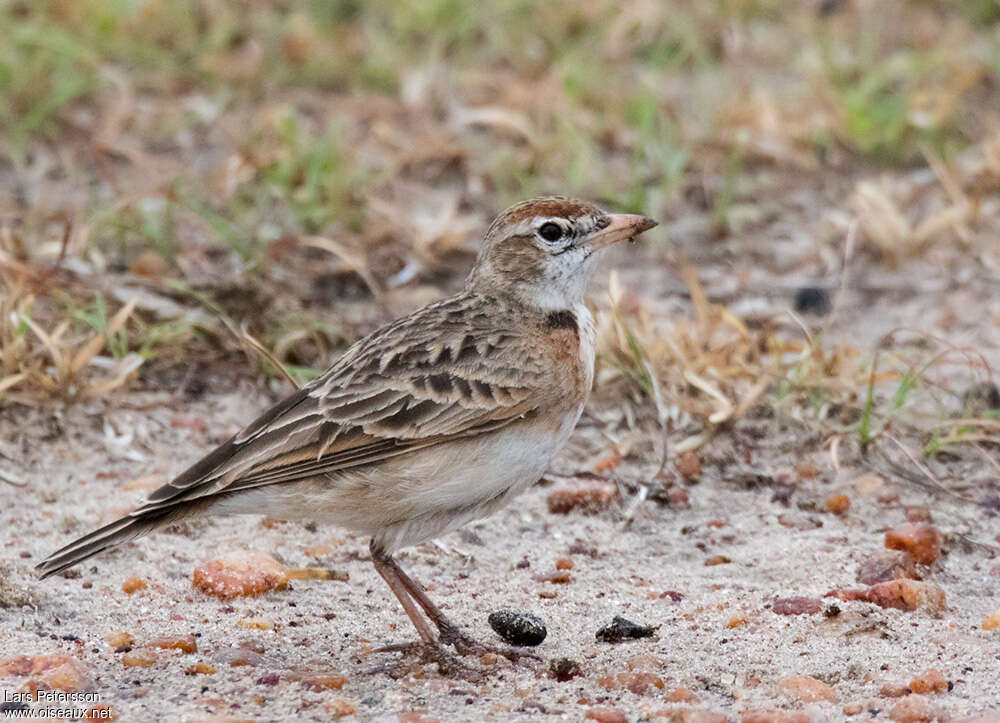 Red-capped Lark