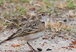 Red-capped Lark