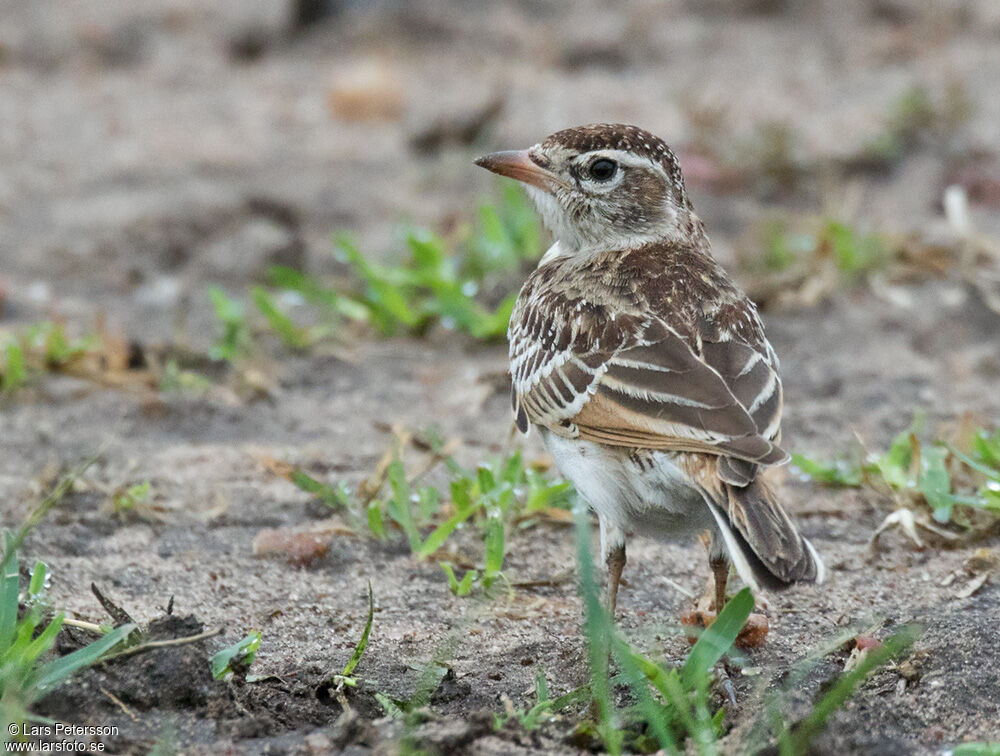 Red-capped Lark