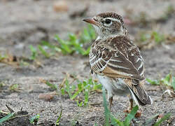 Red-capped Lark