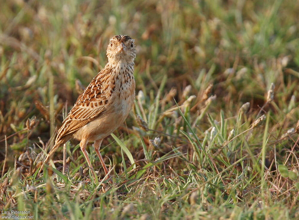 Archer's Larkadult, close-up portrait