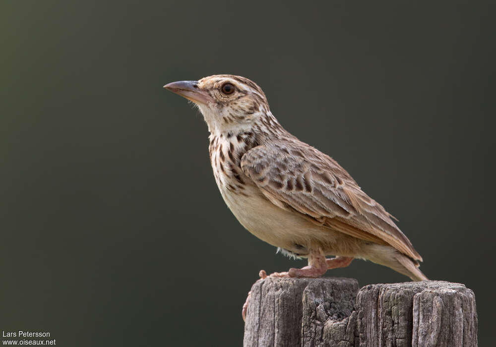 Indochinese Bush Lark, close-up portrait