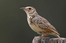 Indochinese Bush Lark