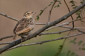 Indochinese Bush Lark