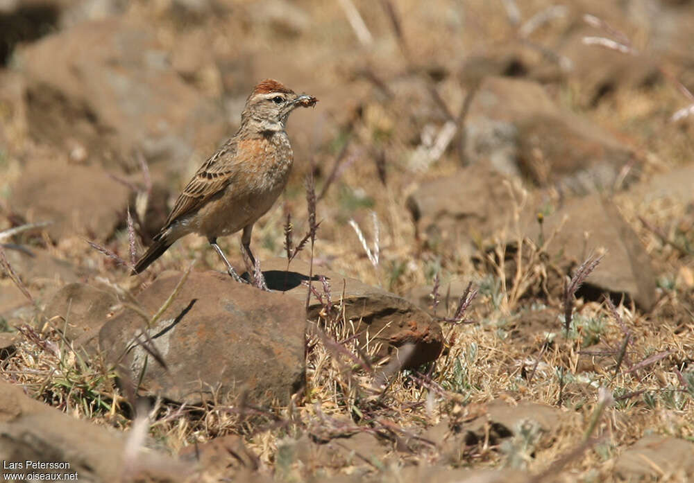 Blanford's Larkadult, identification