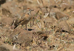 Blanford's Lark