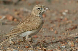 Dunn's Lark