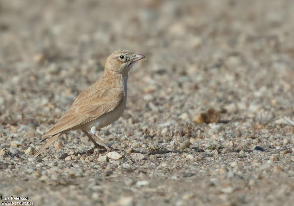 Dunn's Lark, habitat, pigmentation