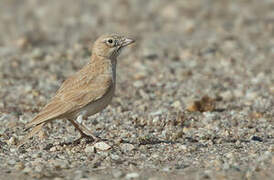 Dunn's Lark