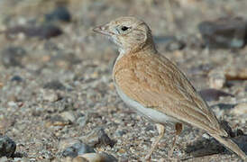 Dunn's Lark