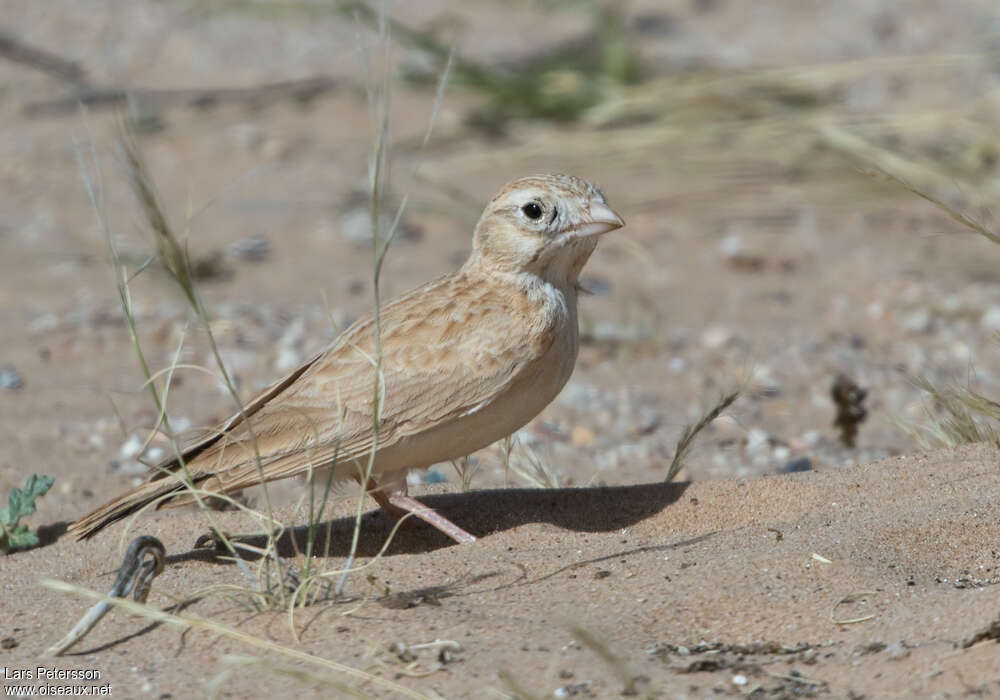 Dunn's Larkadult, camouflage, pigmentation