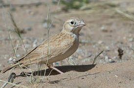 Dunn's Lark