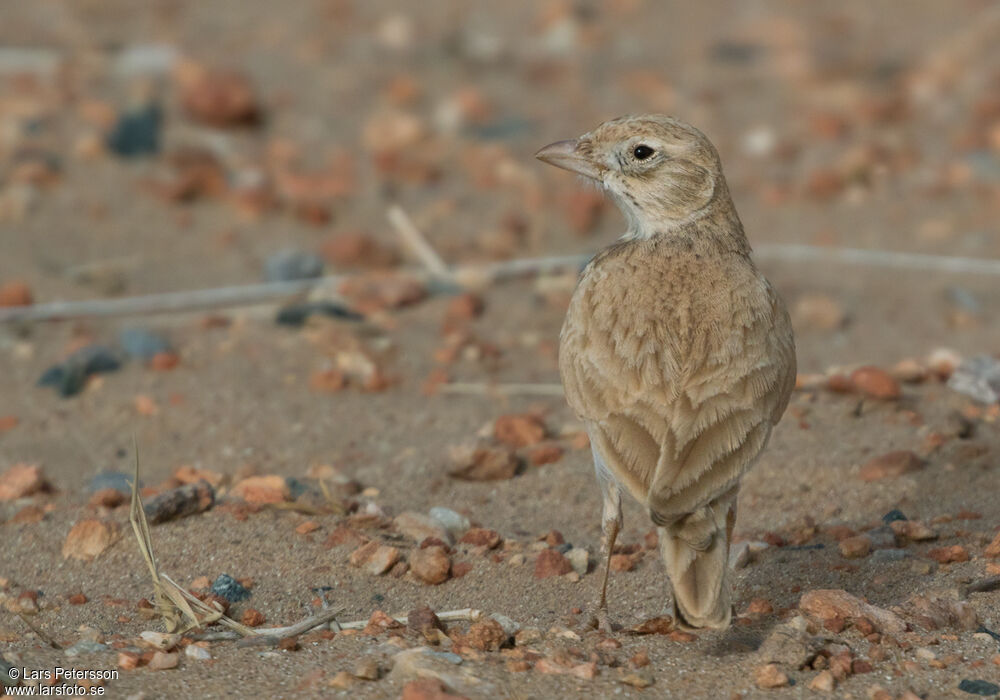 Dunn's Lark