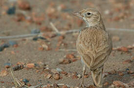 Dunn's Lark