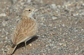 Dunn's Lark