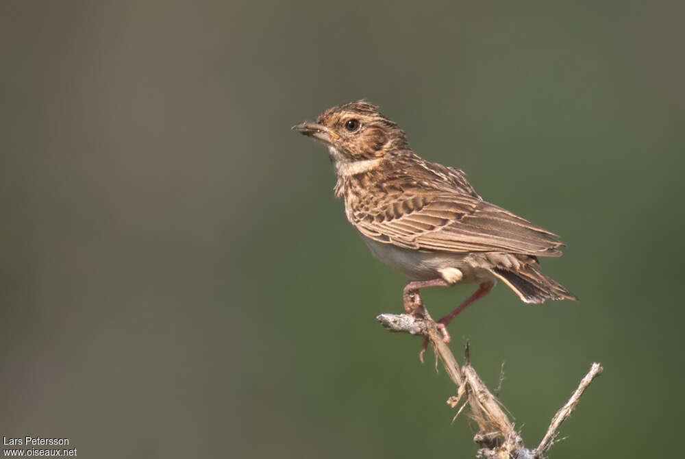 Friedmann's Lark