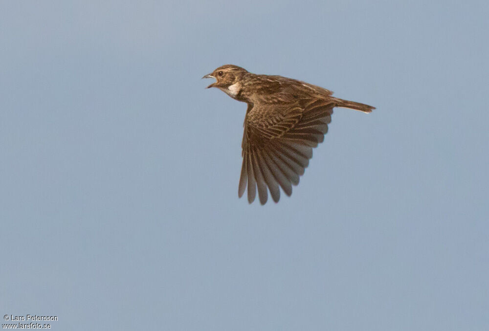 Friedmann's Lark