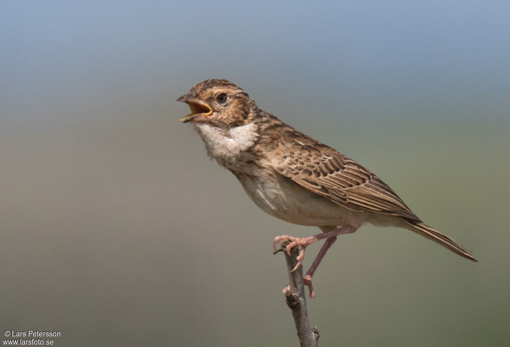 Friedmann's Lark