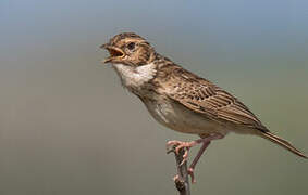 Friedmann's Lark