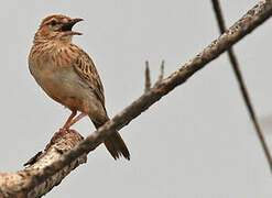 Gillett's Lark