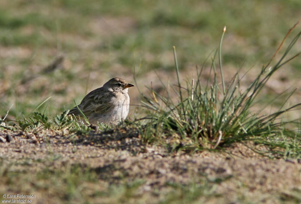 Hume's Short-toed Lark