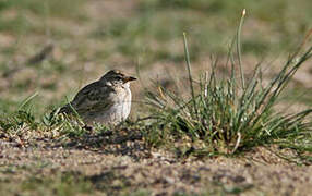 Hume's Short-toed Lark