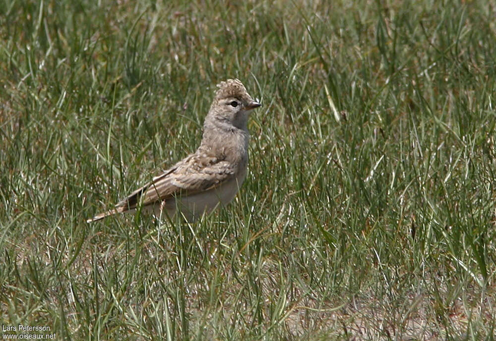 Hume's Short-toed Lark