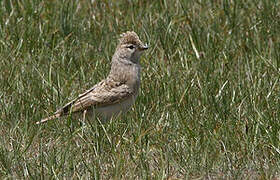 Hume's Short-toed Lark