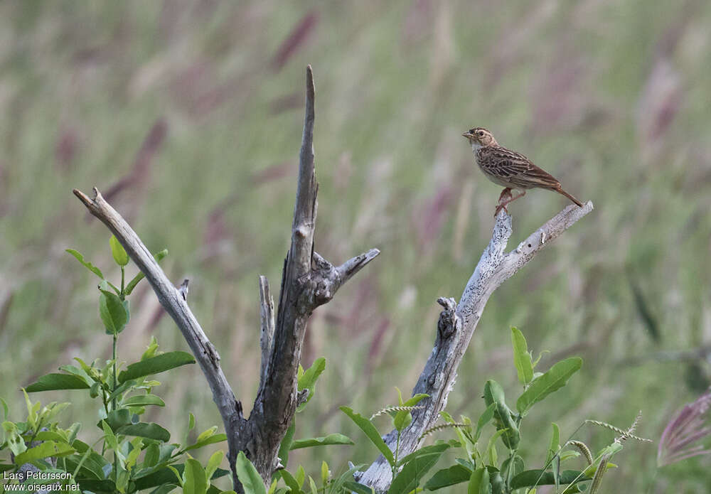 Horsfield's Bush Lark, habitat, pigmentation, Behaviour