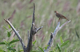 Singing Bush Lark