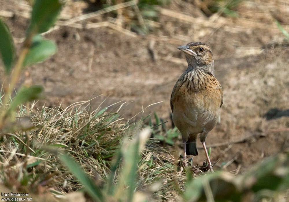 Angolan Lark, close-up portrait