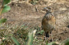 Angolan Lark