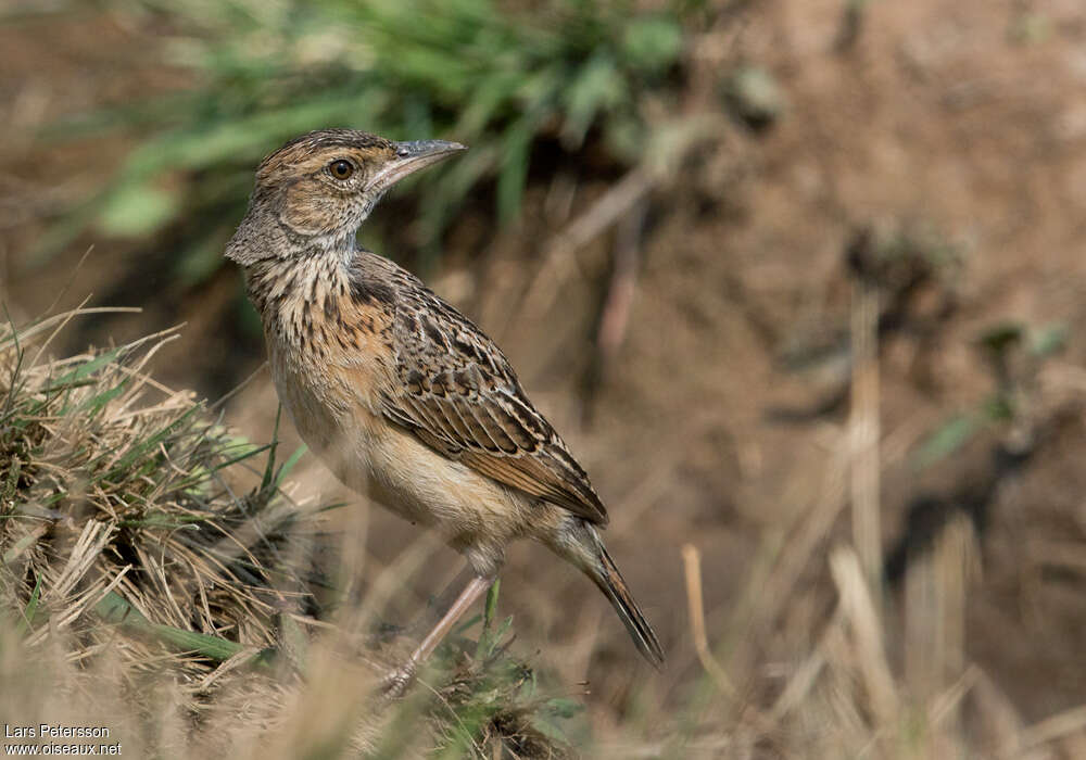 Angolan Lark, identification