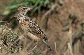 Angola Lark