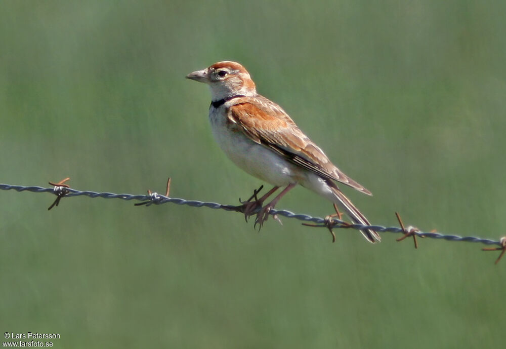 Mongolian Lark