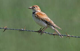 Mongolian Lark