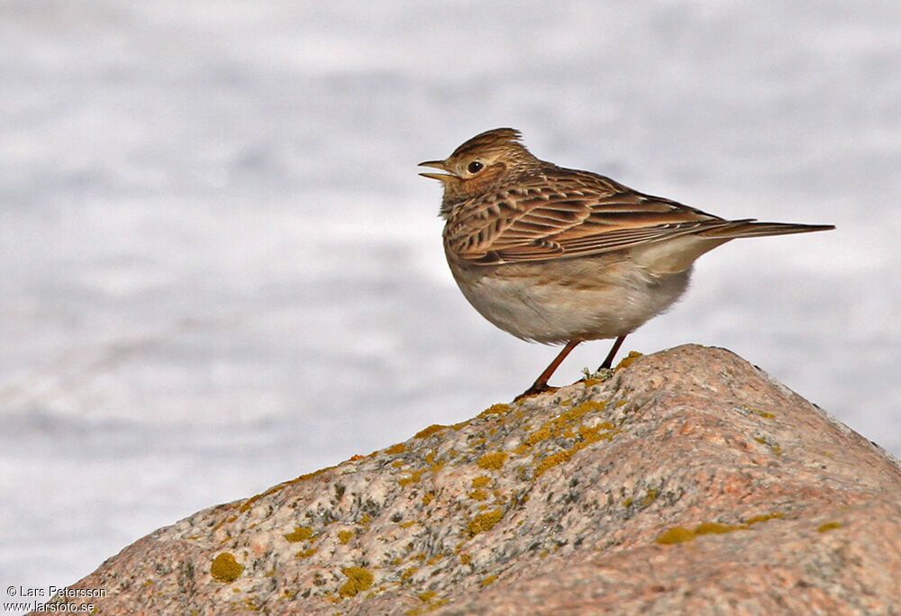 Eurasian Skylark