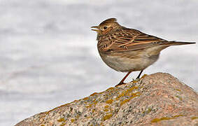 Eurasian Skylark