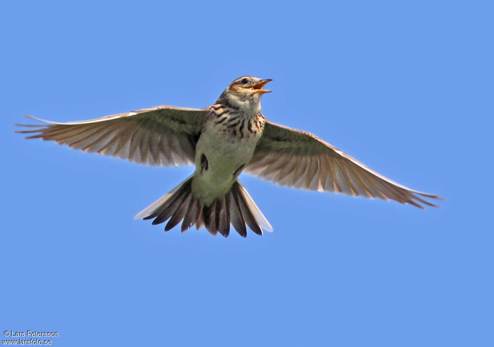 Eurasian Skylark