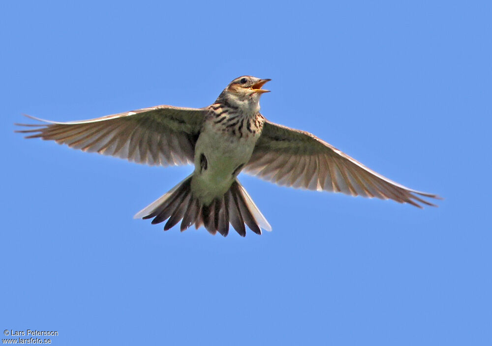 Eurasian Skylark